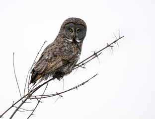 Great Gray Owl portrait on white background, isolated 