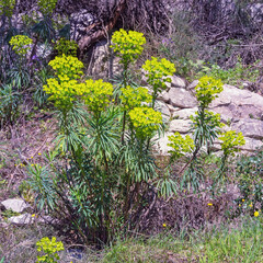 Bright yellow spring flowers of Dinaric Alps. Euphorbia characias (Mediterranean spurge or Albanian spurge). Montenegro