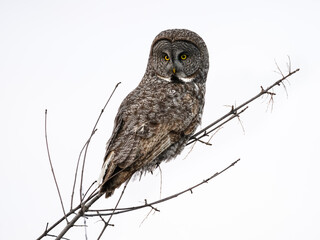 Great Gray Owl portrait on white background, isolated 