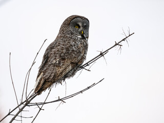 Great Gray Owl portrait on white background, isolated 