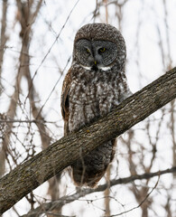 Great Gray Owl portrait on tree branch in winter