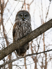 Great Gray Owl portrait on tree branch in winter