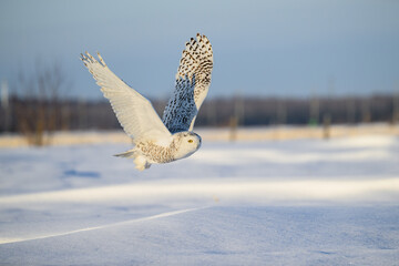 Female Snowy Owl in flight over farmer's field 