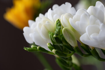 Top view of graceful, beautiful, snow-white freesia flowers and green flower buds. A light surface is blurred in the background. Copy space. Background for quotes