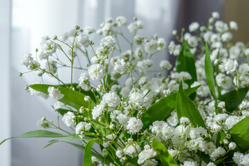 Beautiful, fragile, delicate flowers gypsophila with soft green leaves. A white bouquet in a glass vase. White curtains in the background.