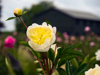 Flower in Bloom in Kent UK