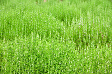 Field of rosemary at sunny day