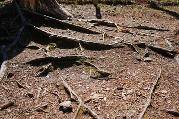 Exposed tree roots in woodland 