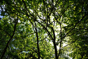 Looking up at tree canopy 