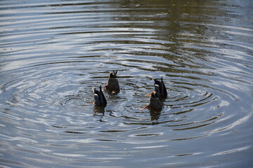 L’aquadanse des canards - lol