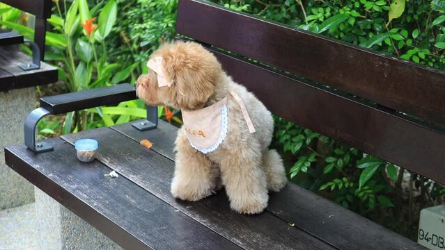 Cute little cockapoo puppy sitting on park bench 
