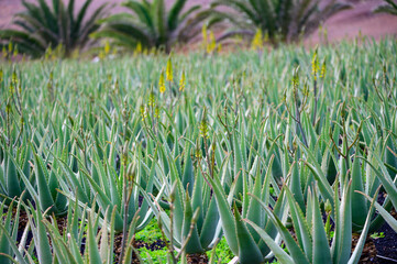 Aloe vera plantation, cultivation of aloe vera, healthy plant used for medicine, cosmetics, skin care, decoration