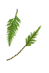 Western Red Cedar branch tips