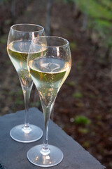 Tasting of brut champagne sparkling wine outdoor with view on pinot noir gran cru vineyards of famous champagne houses in Montagne de Reims near Verzenay, Champagne, France