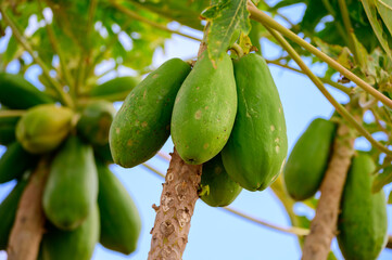 Tropical green papaya fruits hanging on tree