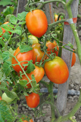 Tomatoes are grown in the open ground