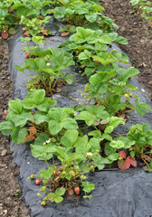 Growing strawberries using black film