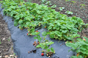 Growing strawberries using black film