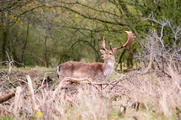 Naklejka na ściany i meble Red deer stag with antlers in spring, forest of Amsterdamse Waterleidingduinen in the Netherlands, wildlife in the woodland