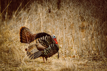 Turkey in the woods