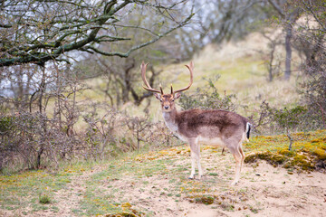 Red deer stag with antlers in spring, forest of Amsterdamse Waterleidingduinen in the Netherlands, wildlife in the woodland