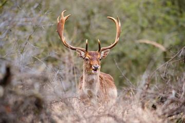 Red deer stag with antlers in spring, forest of Amsterdamse Waterleidingduinen in the Netherlands, wildlife in the woodland