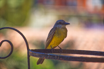 The tropical Kingbird on the balcony 