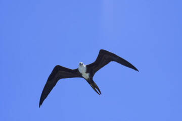 Flying seagull in the bay