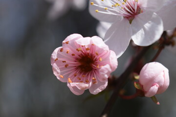 Kwiat różowy wabiący owady  © Klara