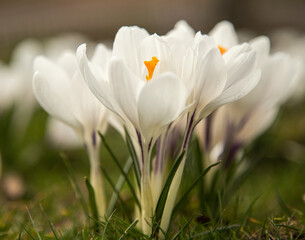 Fototapeta premium white crocus flowers