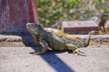 Common green Iguana on the sunlight