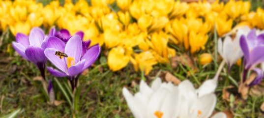 crocus flowers in the garden