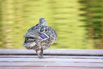 Obraz premium duck in the park