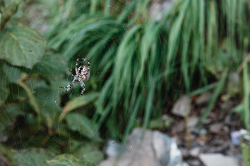 Kreuzspinne im Spinnennetz