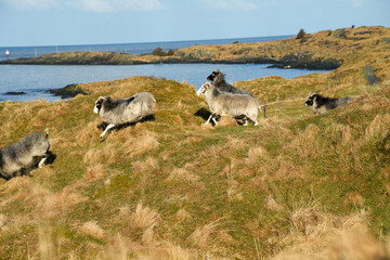 Schafe auf der Weide bei Haraldshaugen nördlich von Haugesund