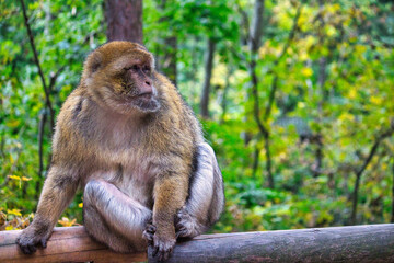 ape sitting on a tree
