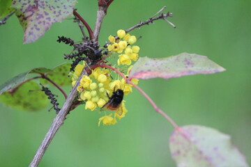 bee on yellow flower