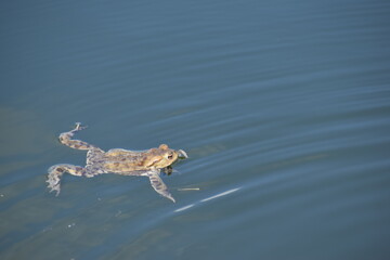 toad in the water on the spring 