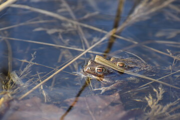 toad in the water in the spring 