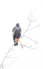 A Snail Kite perched on a branch at the Stick Marsh in Fellsmere, Florida.