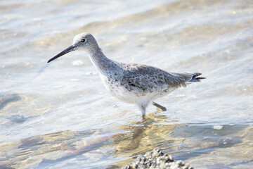 A Willet walks in the water at Merritt Island National Wildlife Refuge in Florida.