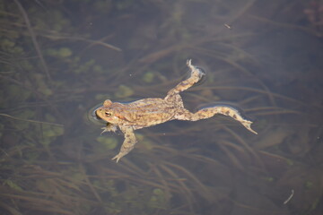 Fototapeta premium toad in the water in the spring 