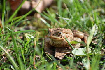 toad frog in the grass in the spring