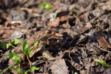 toad frog in the spring 