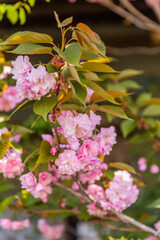 pink and white flowers