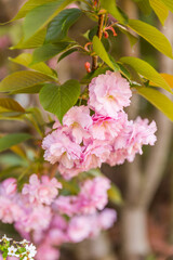 tree blossom