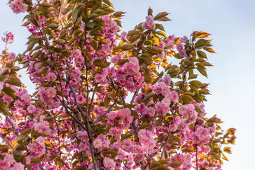 pink and white lilac