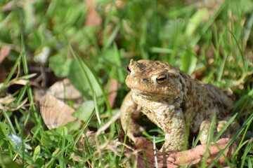 toad frog in the grass in the spring 