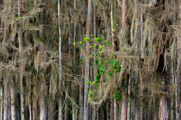 Forest of Trees in Swamp Everglades Cypress Oaks
