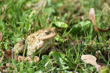 toad frog in the grass in the spring 